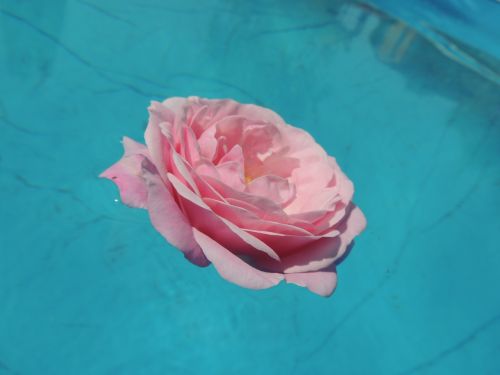 rose water pink