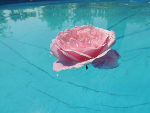 rose water pink