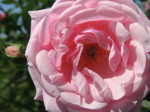 rose pink grace