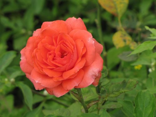 rose flower orange