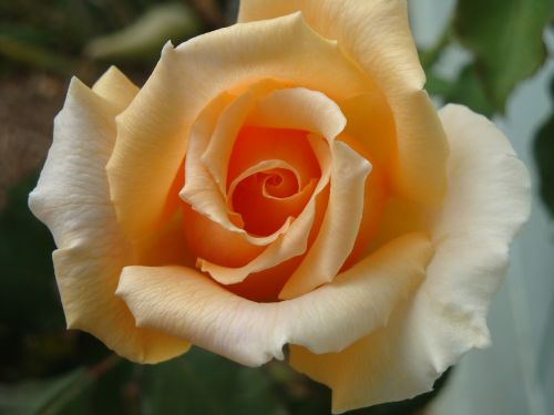 rose flower blossom