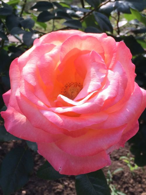 rose roses pink