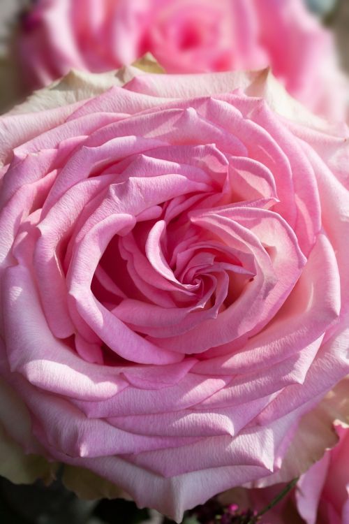 rose macro flower