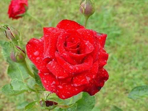 rose wet rose red
