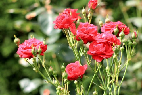 rose red bush