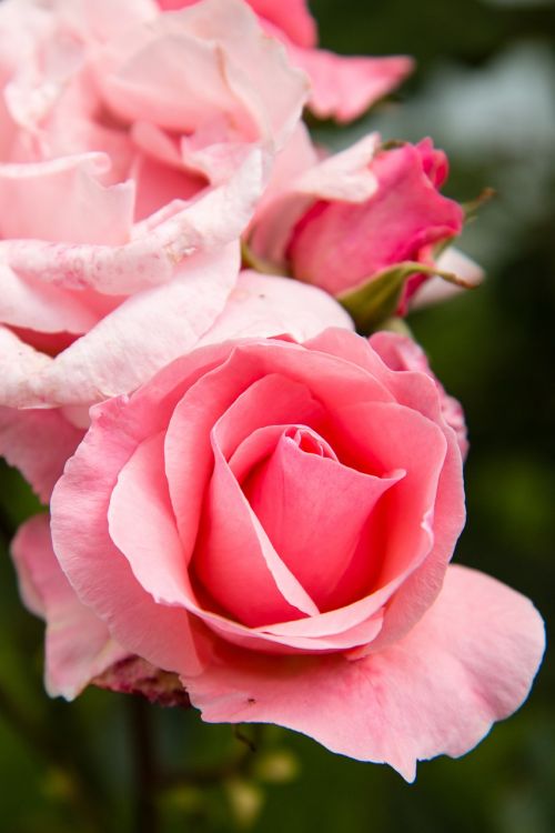 rose flower flora