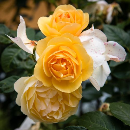 rose flower flora