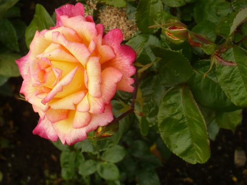 rose nature flower