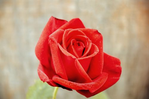 rose love gift