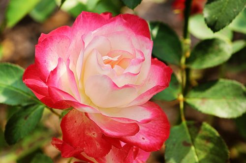 rose red white blossom