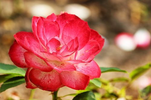 rose red white blossom