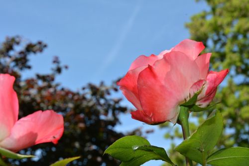 rose garden pink