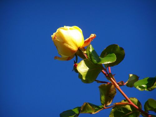 rose yellow roses blue sky