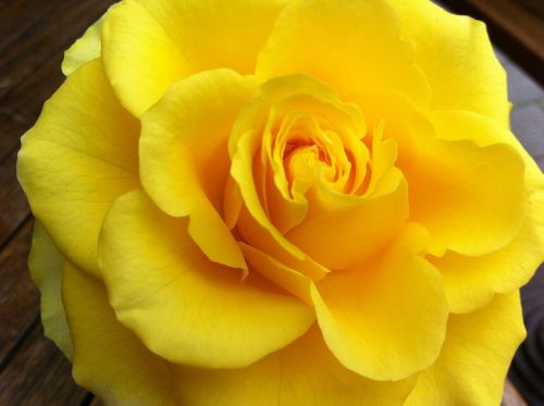 rose yellow nature