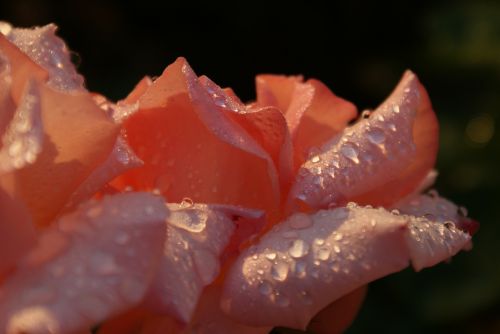 rose shrub blossom
