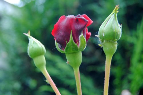 rose flower close