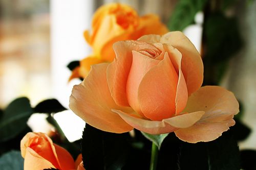 rose orange orange rose