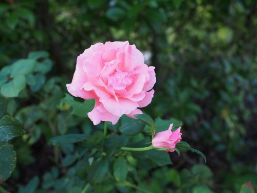 rose flowering plant garden