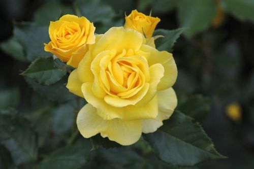 rose yellow blossom