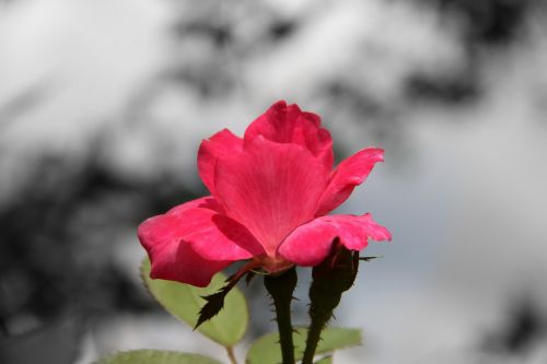 rose flower bloom