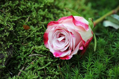 rose culture rose floribunda