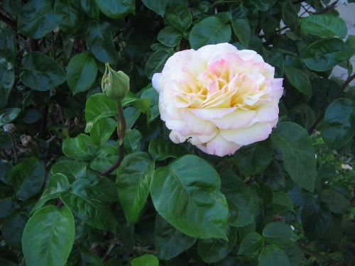 rose bloom plant