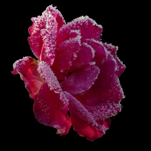 rose eiskristalle frozen