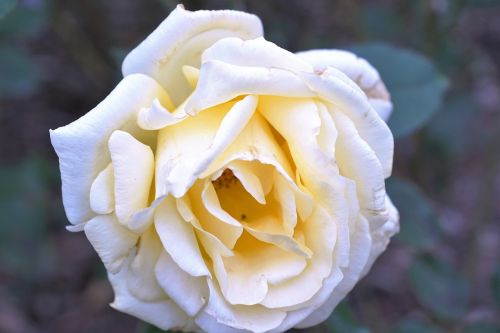 rose yellow flower