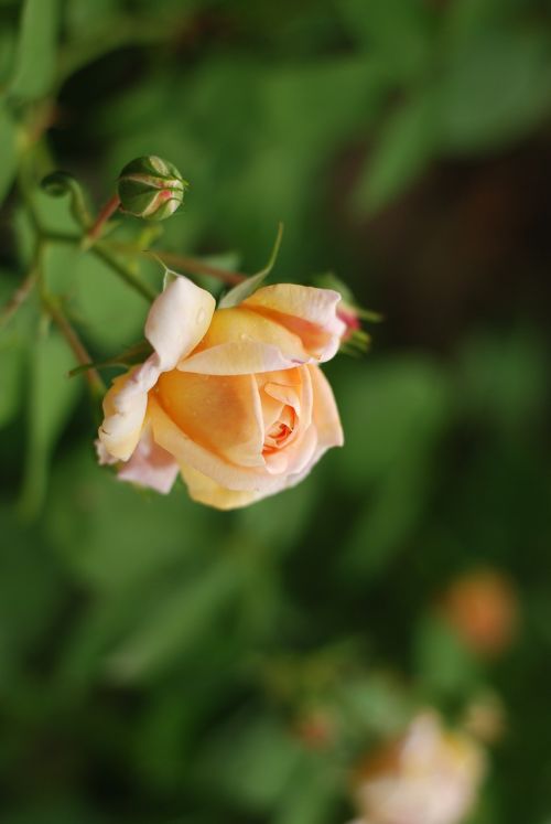 rose tea flower