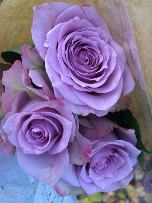 rose purple flower