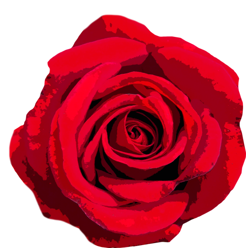 rose love valentine's day
