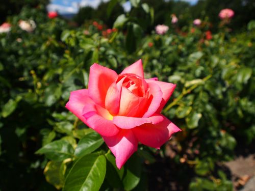 rose flower nature