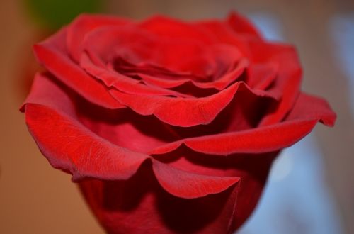 rose flower macro