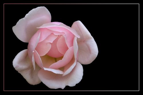 rose floribunda rose bloom