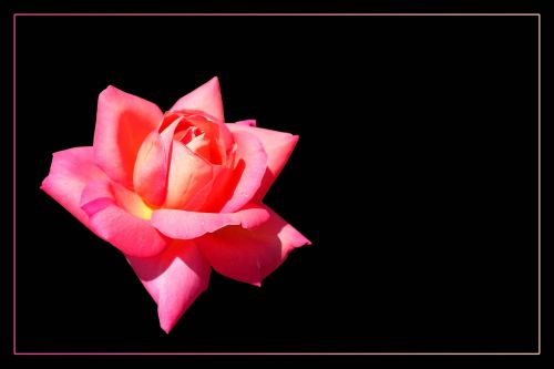 rose floribunda rose bloom