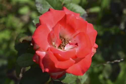 rose flowers affix