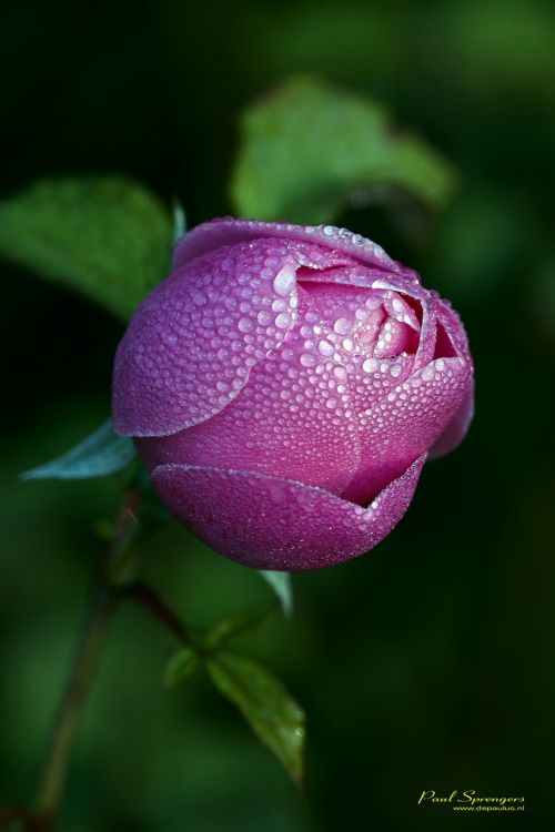 rose red plant