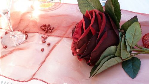 rose red romantic