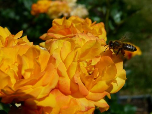 rose yellow bee