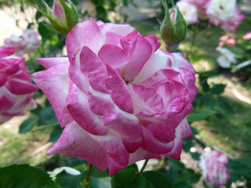 rose pink nature