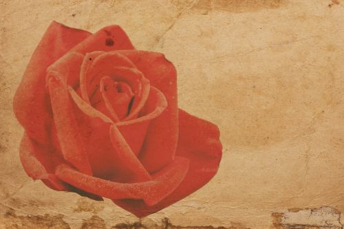 rose red paper