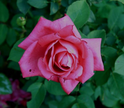 rose pink flower