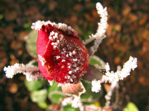 rose winter ice