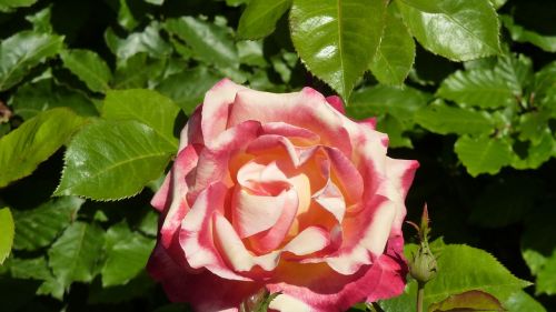 rose beauty romantic