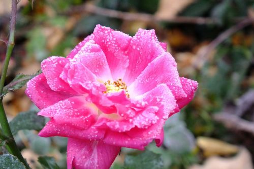 rose frost pink