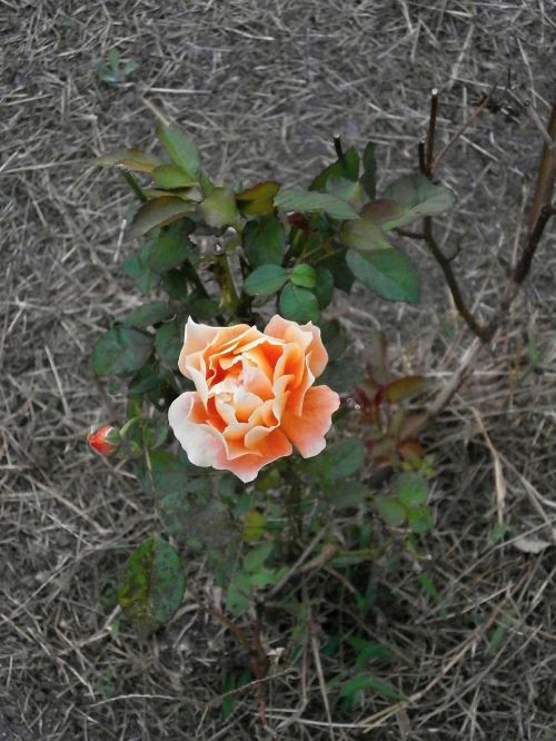 rose orange blossom rose garden
