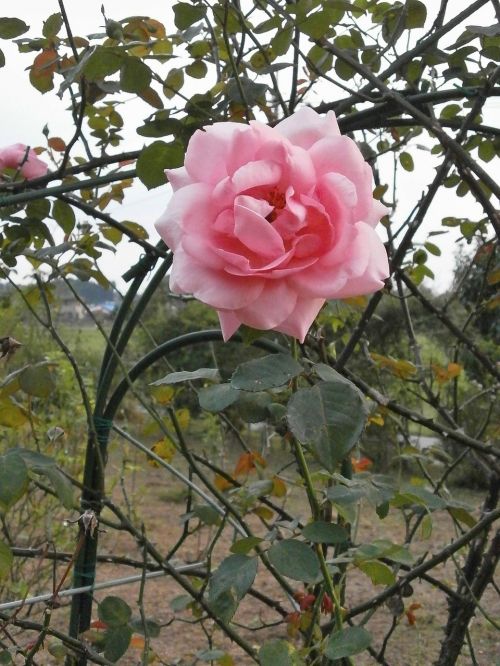 rose pink flower rose garden