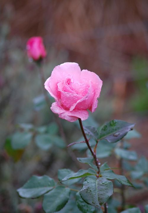 rose raindrop rose flower