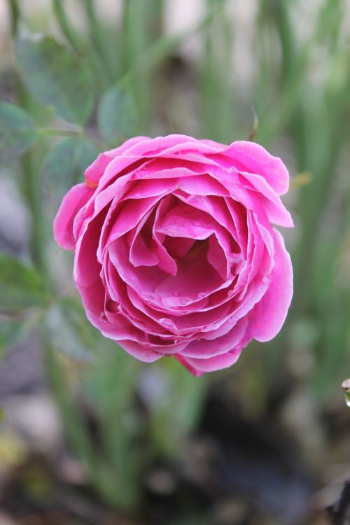 rose pink flower