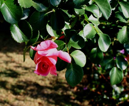 rose pink bud